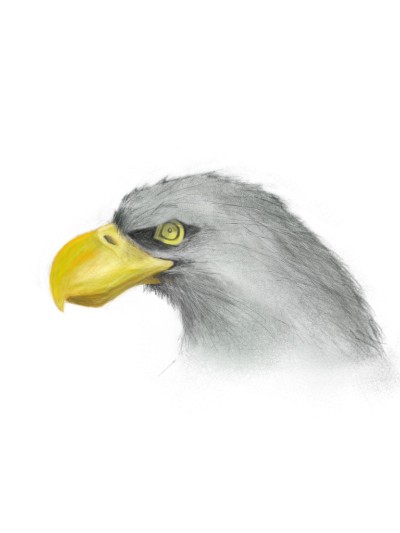 Eagle Sketch.jpg